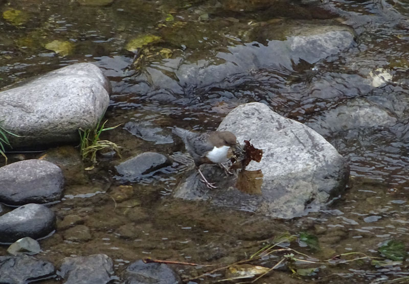 Cinclus cinclus  (Merlo acquaiolo)